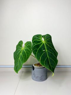 (Category: ) located in . Submitted by jurassicplants (Listing ID 1117681717, Image 1). Description: .