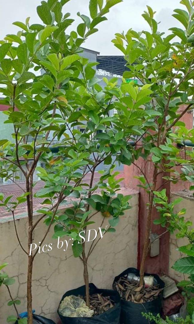 Guapple Tree Guapple Tree, Furniture & Home Living, Gardening, Plants & Seeds on ...