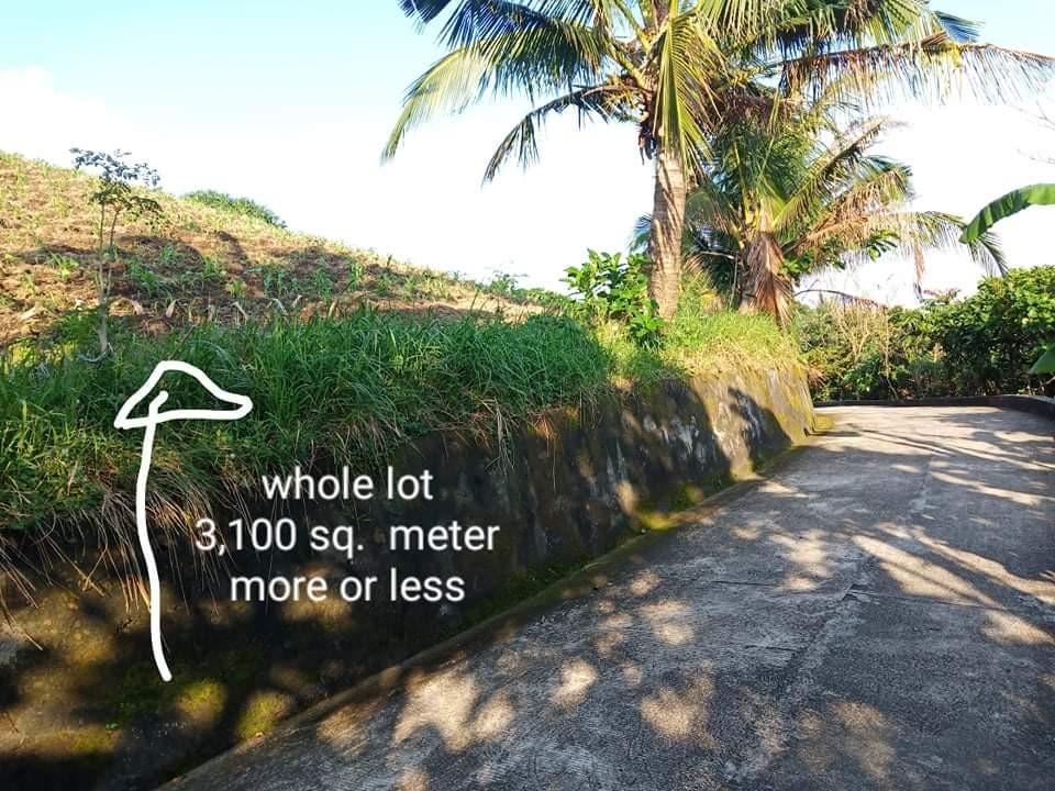 LF Ivatan Buyer for 3100sqm Agricultural Lot in Basco, Batanes