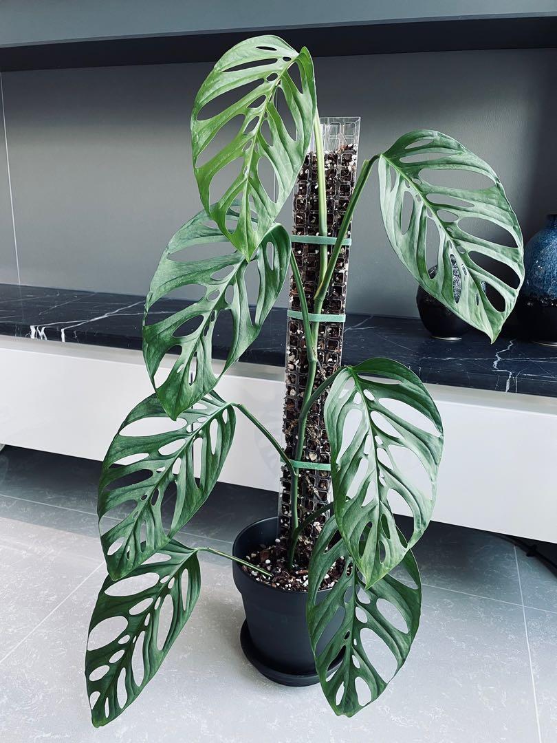 monstera-adansonii-laniata-mature-form-cuttings-furniture-home