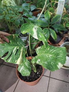 （分類：）位於 。 由 humix 提交（商品編號 1117711268，圖片 1）。簡介： 。