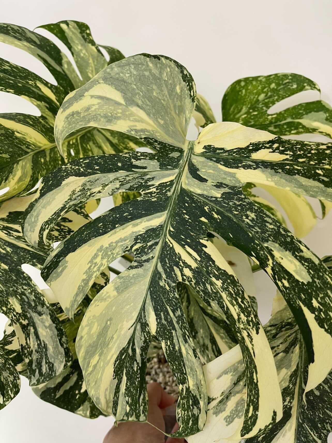Rare Plant Variegated Thai Constellation Monstera Furniture Home Living Gardening Plants Seeds On Carousell
