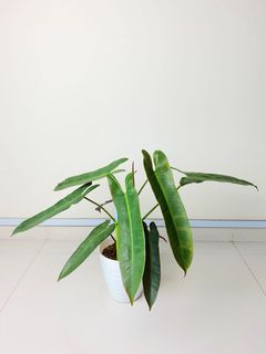 (Category: ) located in . Submitted by jurassicplants (Listing ID 1117677522, Image 1). Description: .