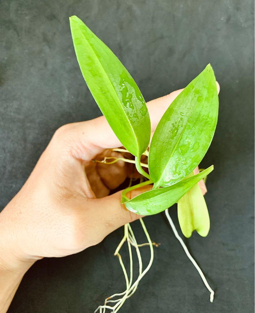 Philodendron sp. Papua New Guinea, Furniture & Home Living, Gardening,  Plants & Seeds on Carousell