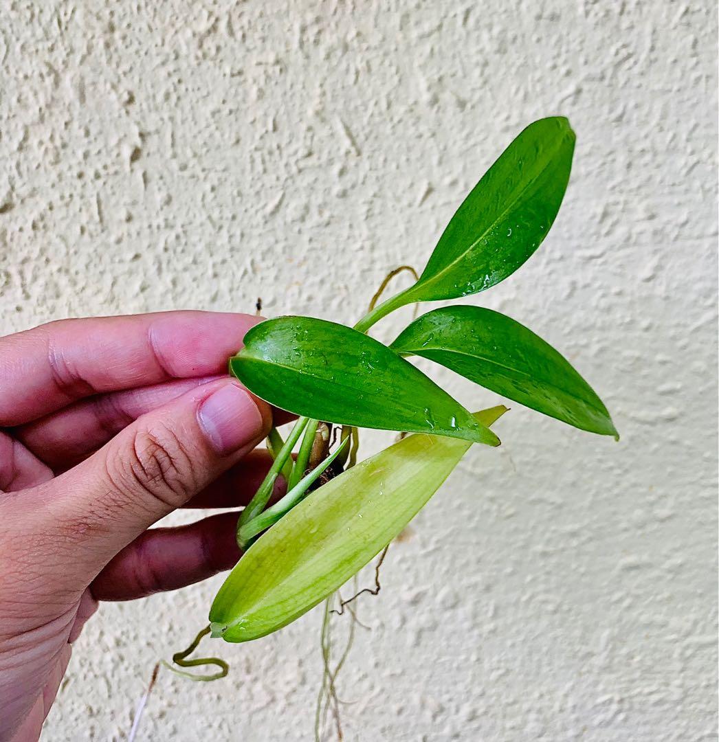 Philodendron sp. Papua New Guinea, Furniture & Home Living, Gardening,  Plants & Seeds on Carousell
