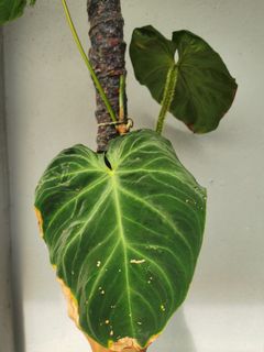(Category: ) located in . Submitted by plantsoasis (Listing ID 1117631020, Image 1). Description: .