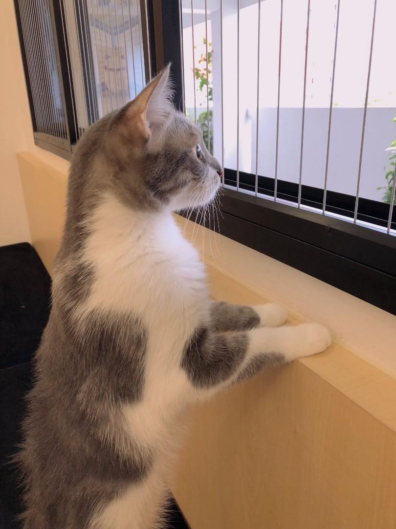 Cat proof window and balcony  grille (invisible grille & aluminum grille )62863115467778112