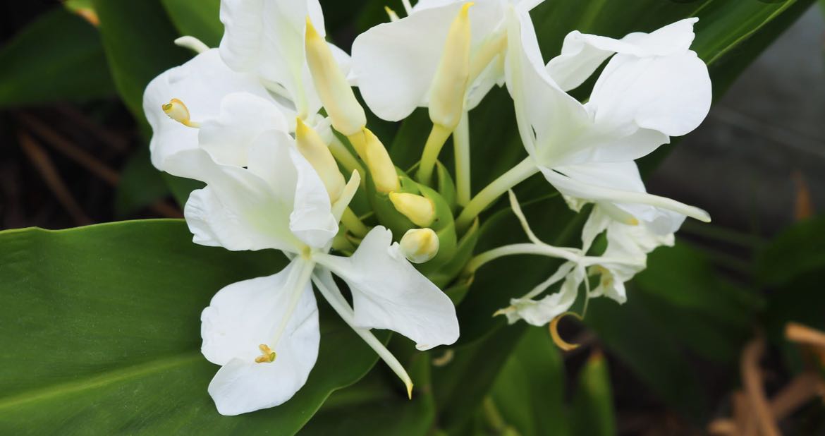 Ginger lily root, Furniture & Home Living, Gardening, Plants & Seeds on