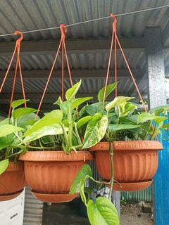 Hanging Plants For SALE