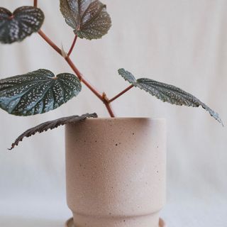 (Category: ) located in . Submitted by komo.pots (Listing ID 1118045121, Image 1). Description: .
