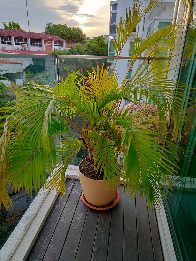 Palm tree, Furniture & Home Living, Gardening, Plants & Seeds on Carousell