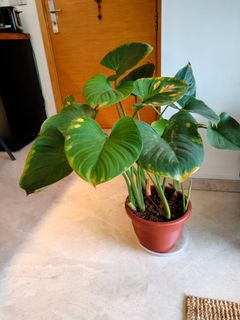 (Category: ) located in . Submitted by laura.rou (Listing ID 1118115776, Image 1). Description: .