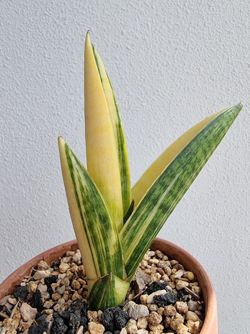 Sansevieria Marsha Anjani (Variegated), Furniture & Home Living