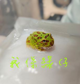 （分類：）位於 。 由 human_phoenix 提交（商品編號 1116360254，圖片 1）。簡介： 。