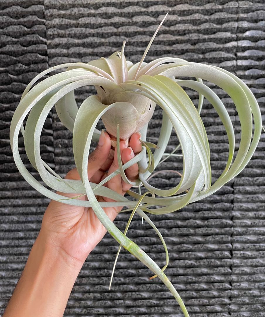 Xerographica blushing air plant airplant Tillandsia, Furniture & Home