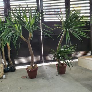 (Category: ) located in . Submitted by yuccaking24 (Listing ID 1118117639, Image 1). Description: .