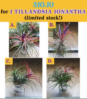 (Category: ) located in . Submitted by growforlife (Listing ID 1118328573, Image 1). Description: .
