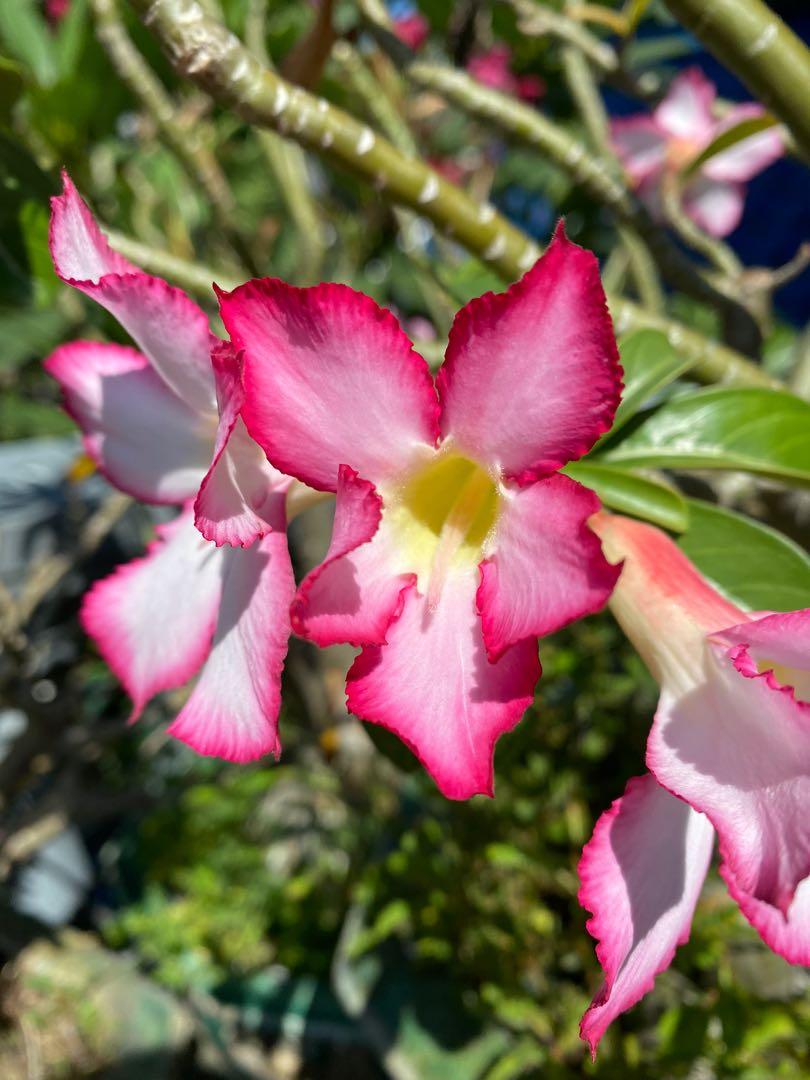 Adenium Seed Pod, Furniture & Home Living, Gardening, Plants & Seeds on ...