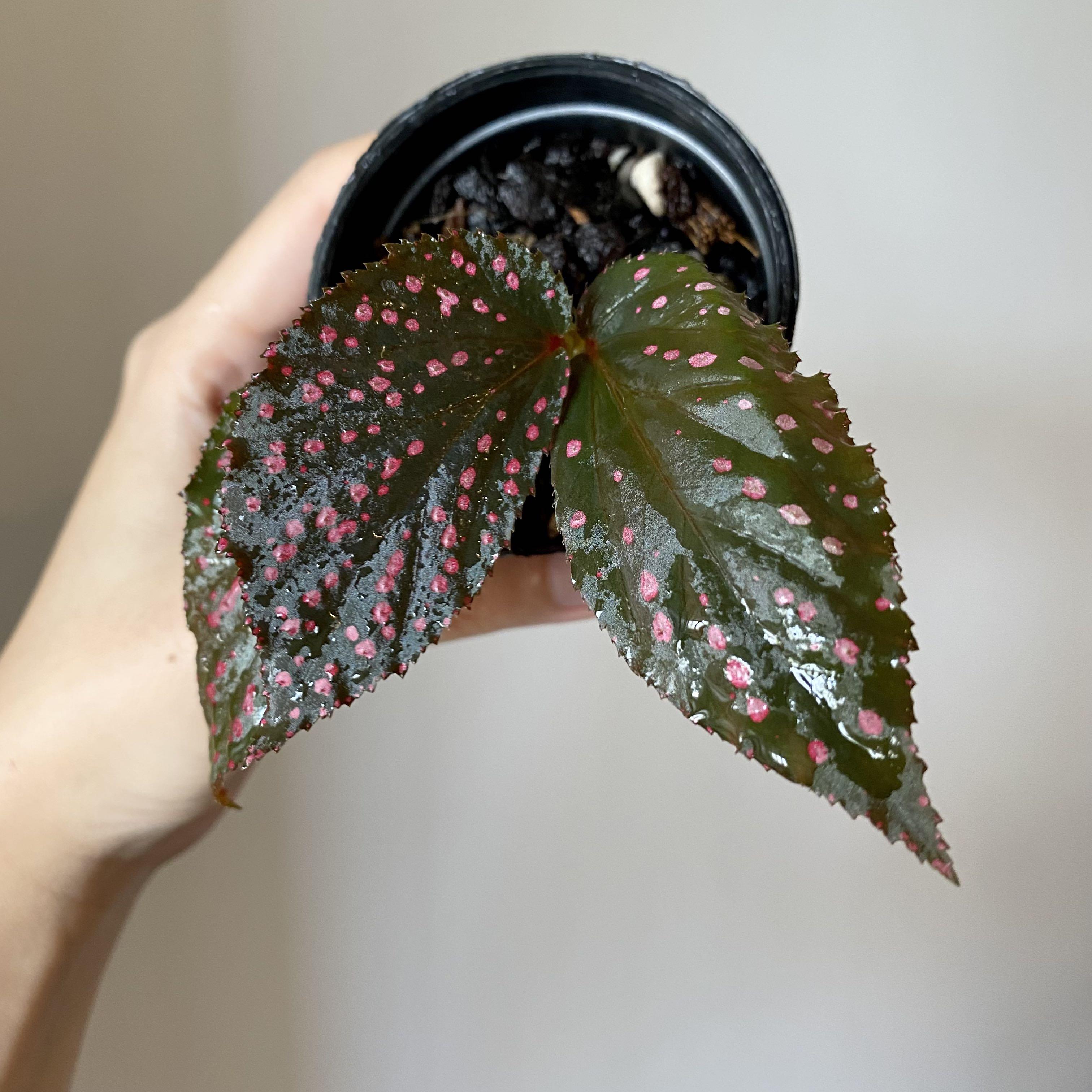 Begonia Hairy Spots Furniture Home Living Gardening Plants Seeds On Carousell