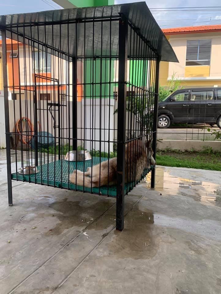 3x4x4 hotsell dog cage