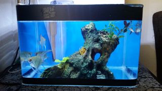 (Category: ) located in . Submitted by netalilthings3246 (Listing ID 1118261728, Image 1). Description: .