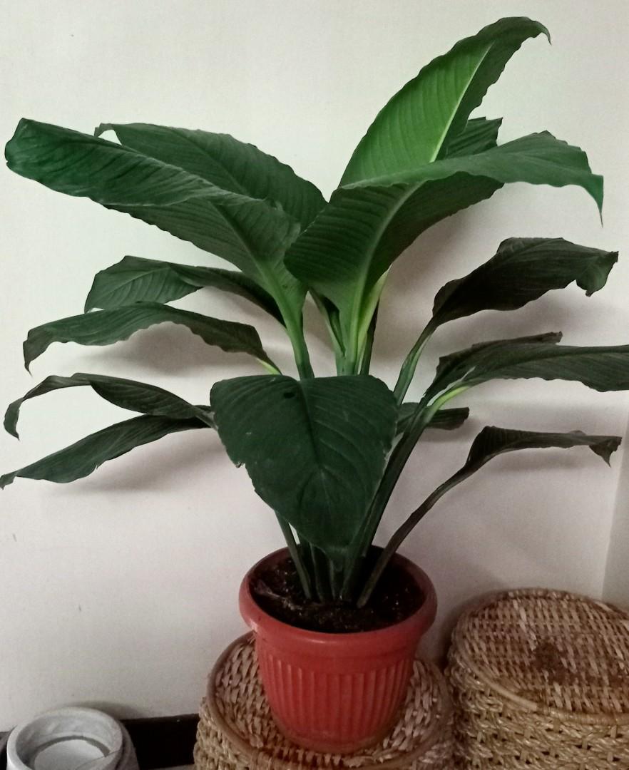 Giant Sensation Plants, Furniture & Home Living, Gardening, Plants