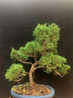 （分類：）位於 。 由 leafsleafs 提交（商品編號 1118254429，圖片 1）。簡介： 。