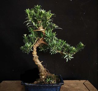 （分類：）位於 。 由 leafsleafs 提交（商品編號 1118255500，圖片 1）。簡介： 。
