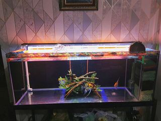 (Category: ) located in . Submitted by namoputtayai (Listing ID 1079319805, Image 1). Description: .