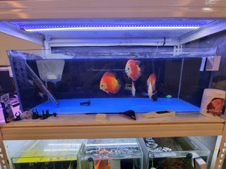 (Category: ) located in . Submitted by js_007 (Listing ID 1118579141, Image 1). Description: .