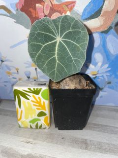 （分類：）位於 。 由 214222 提交（商品編號 1085892191，圖片 1）。簡介： 。