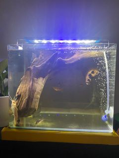 (Category: ) located in . Submitted by luluateeya (Listing ID 1118446037, Image 1). Description: .