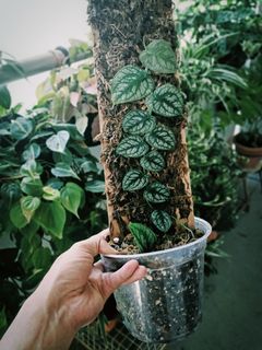 (Category: ) located in . Submitted by oxygenera (Listing ID 1118408788, Image 1). Description: .