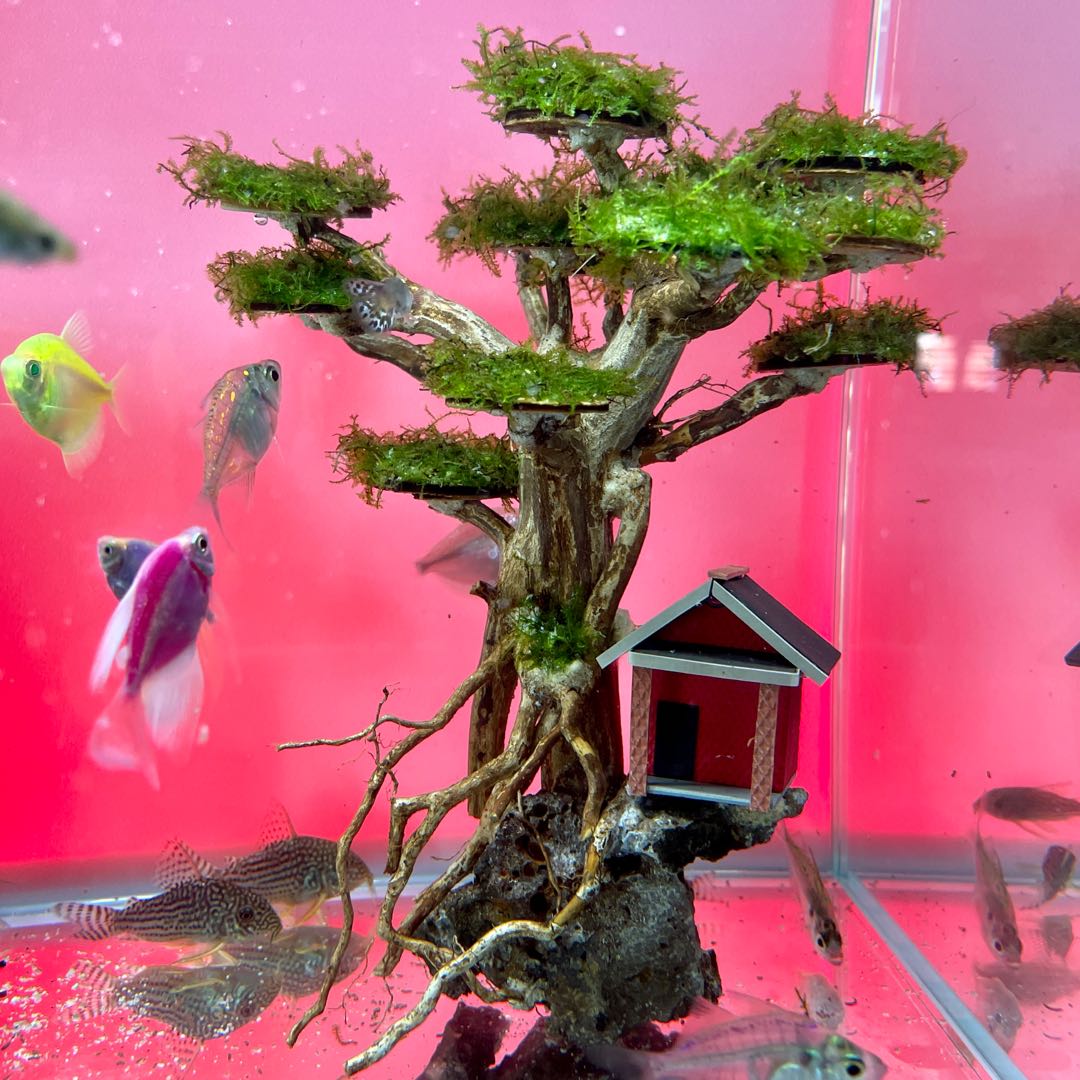 Aquarium Bonsai Treehouse with Weeping Moss, Pet Supplies, Homes
