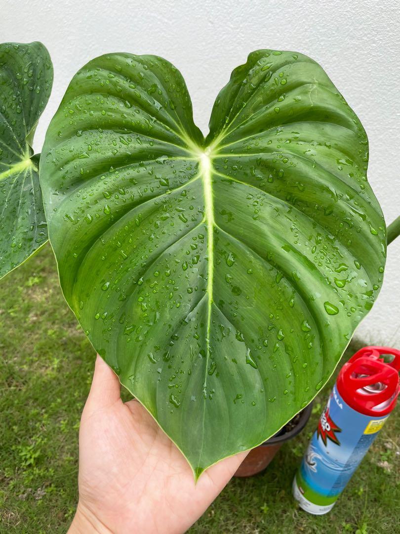 Philodendron Pastazanum Home Furniture Gardening On Carousell