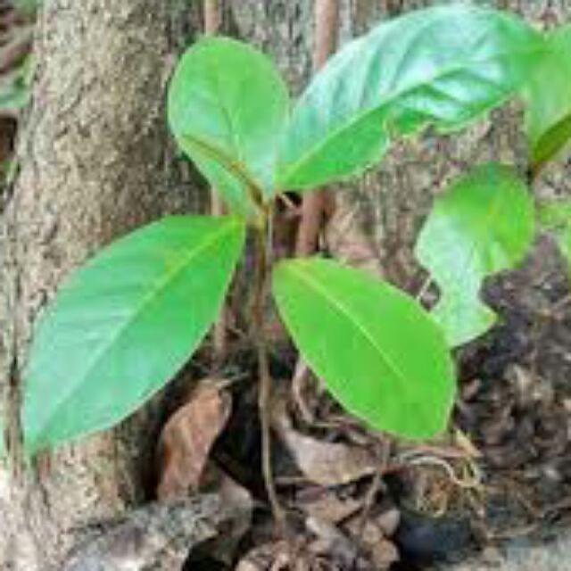 Pokok Ketapang Indian Almond Catappa Home Furniture Gardening On Carousell