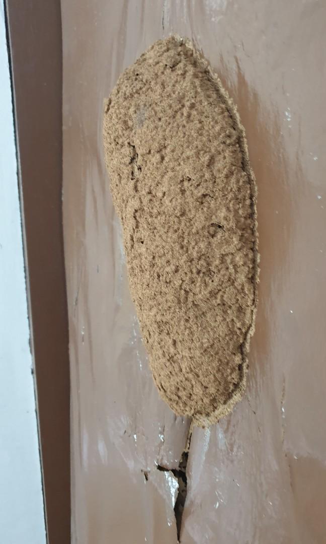 Professional Termite Control White ants Pest control NEA licenced since