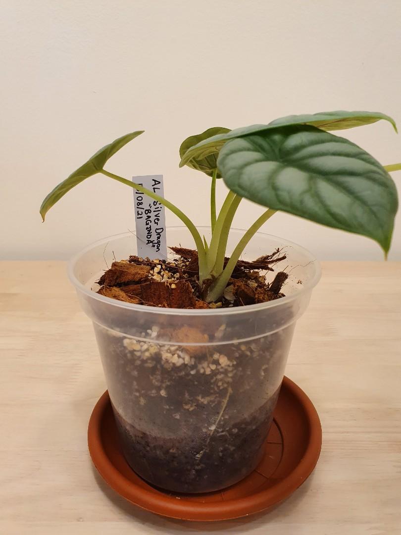 Transparent Pots for Aroids, Furniture & Home Living, Gardening, Plants