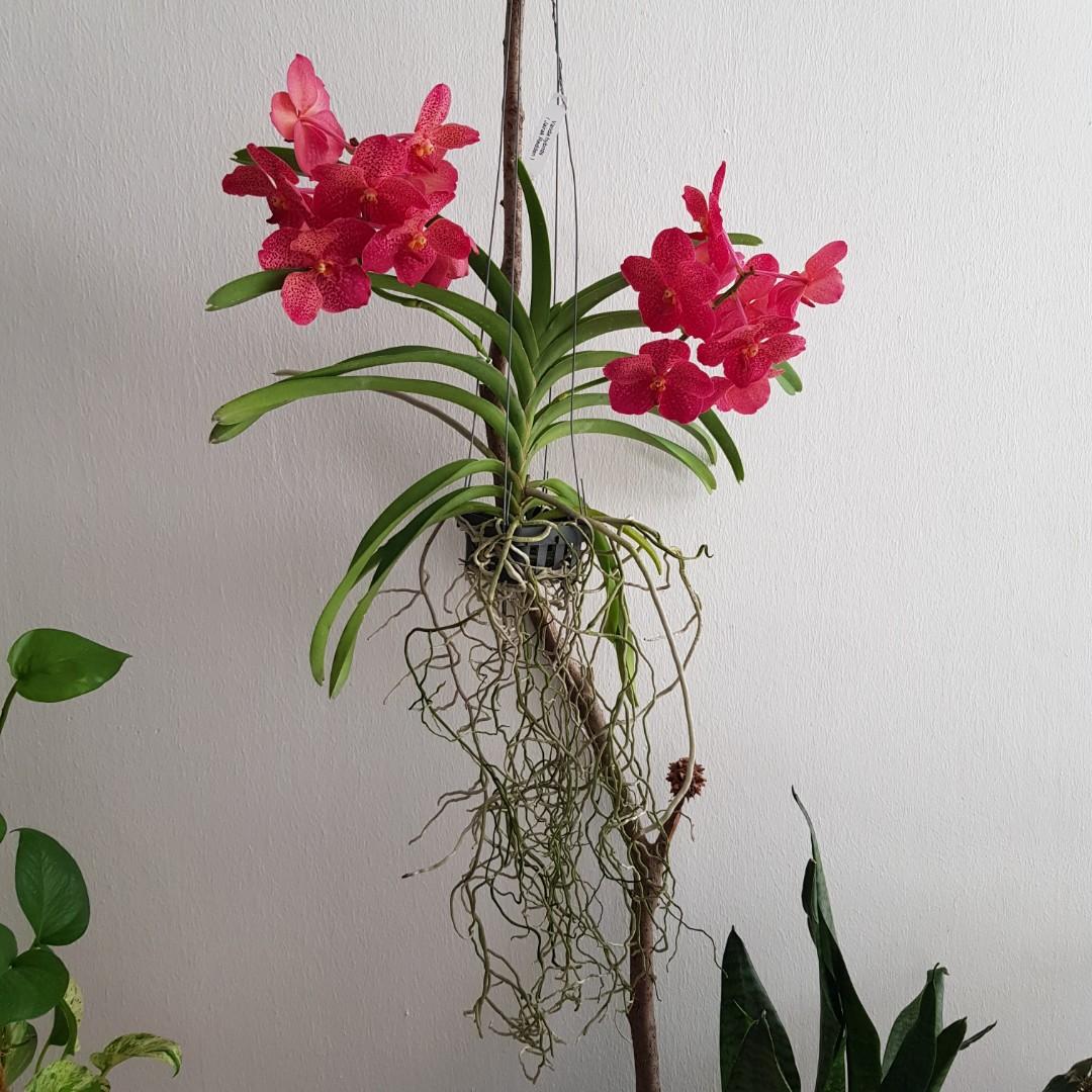 Vanda Orchid Trail Furniture Home Living Gardening Plants Seeds On Carousell