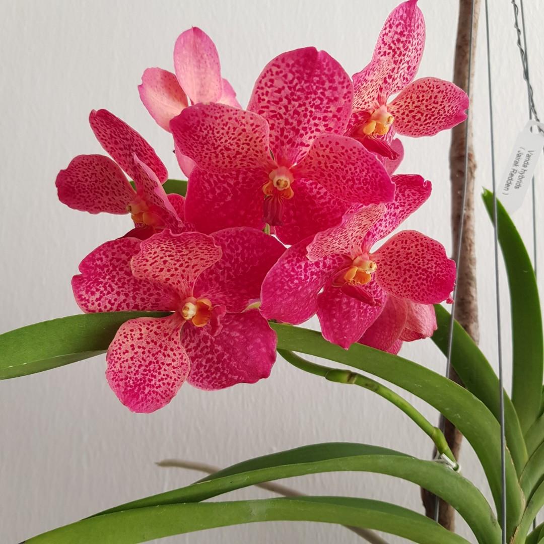 Vanda Orchid Trail Furniture Home Living Gardening Plants Seeds On Carousell