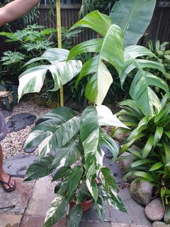 (Category: ) located in . Submitted by sohcl (Listing ID 1118385357, Image 1). Description: .