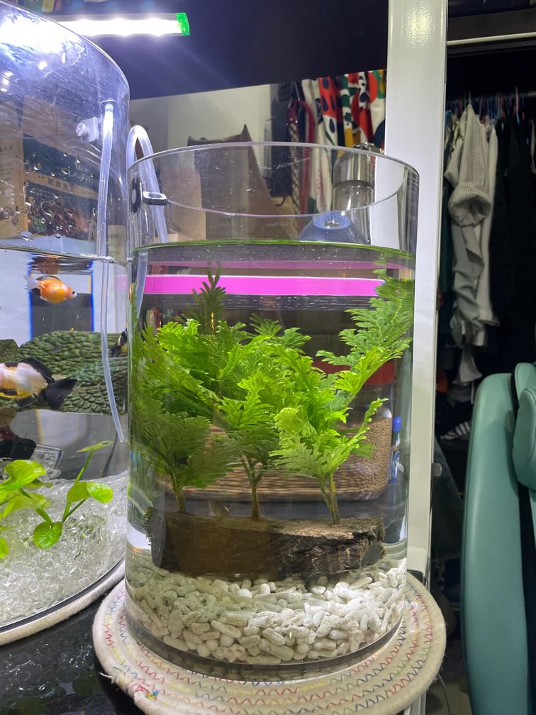 Aquarium glass Fish tank 20*30, Pet Supplies, Homes & Other Pet