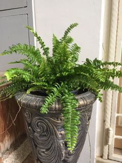 (Category: ) located in . Submitted by garden_pride (Listing ID 1122979189, Image 1). Description: .