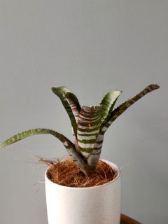 (Category: ) located in . Submitted by planksnplants (Listing ID 1122952046, Image 1). Description: .