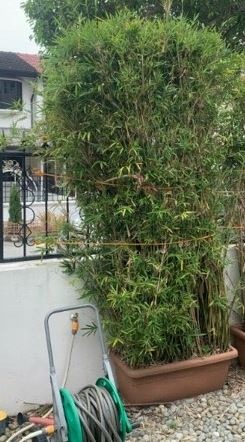 (Category: ) located in . Submitted by nickbrandon (Listing ID 1122998625, Image 1). Description: .