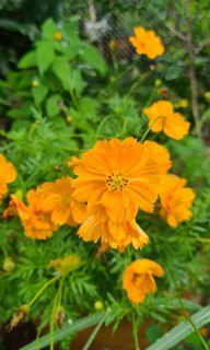 Orange or yellow cosmos