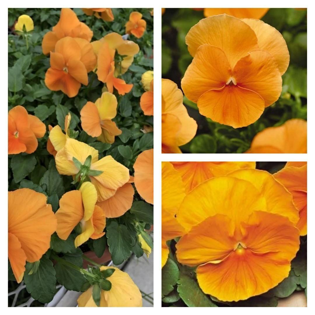 種子 大花三色堇純橙15 粒pansy Viola X Wittrockiana Matrix Orange 15 Seeds 傢俬 家居 園藝 植物及種子 Carousell 種子 大花三色堇純橙15 粒pansy Viola X Wittrockiana Matrix Orange 15 Seeds 傢俬 家居 園藝 植物及種子 Carousell