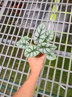 (Category: ) located in . Submitted by hortiman (Listing ID 1124725309, Image 1). Description: .