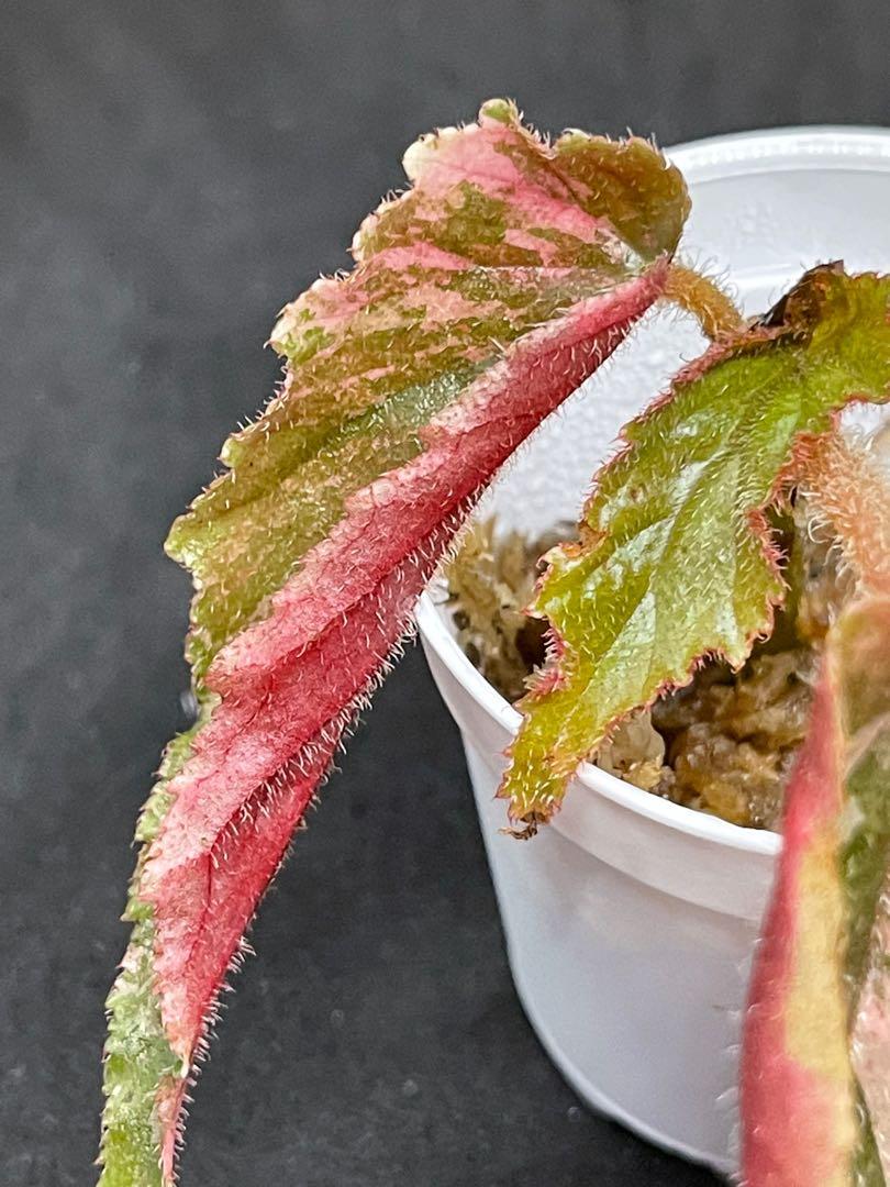 Begonia Ginny Furniture Home Living Gardening Plants Seeds On Carousell