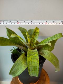 (Category: ) located in . Submitted by planksnplants (Listing ID 1124850455, Image 1). Description: .